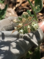 Phacelia hastata compacta