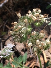 Phacelia hastata compacta