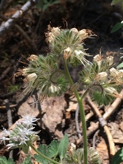 Phacelia hastata compacta