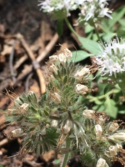 Phacelia hastata compacta