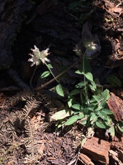 Phacelia hastata compacta