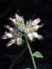 Phacelia hastata compacta