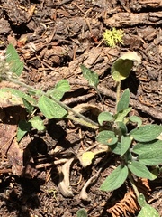 Phacelia hastata compacta