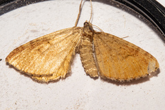 Asaphodes aegrota