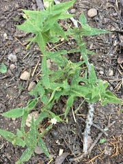 Pseudostellaria jamesiana