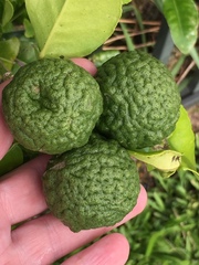 Citrus hystrix