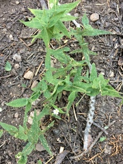 Pseudostellaria jamesiana