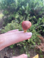 Cortinarius smithii
