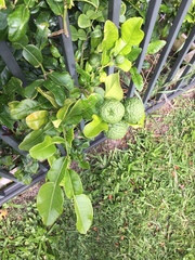 Citrus hystrix