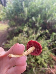 Cortinarius smithii