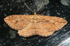 Austrocidaria