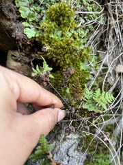 Pentagramma triangularis