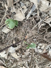 Ranunculus abortivus