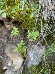 Pentagramma triangularis