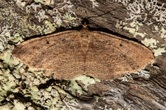 Austrocidaria