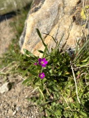 Calandrinia menziesii
