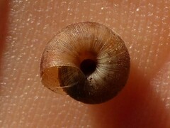 Microxeromagna lowei