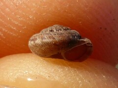 Microxeromagna lowei