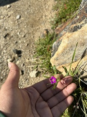 Calandrinia menziesii