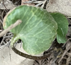 Ranunculus abortivus