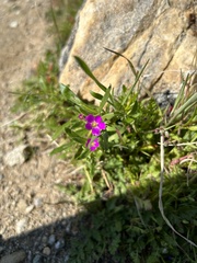 Calandrinia menziesii