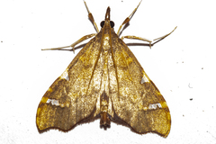 Deana hybreasalis