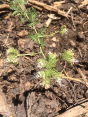 Phacelia ramosissima