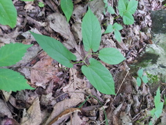 Endodeca serpentaria