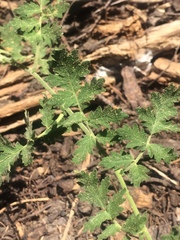 Phacelia ramosissima