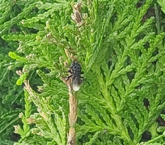 Frieseomelitta nigra