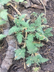Phacelia hydrophylloides