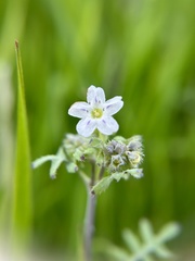 Pholistoma membranaceum