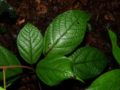 Abuta rufescens