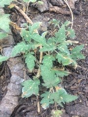 Phacelia hydrophylloides