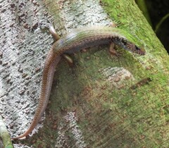 Silvascincus murrayi