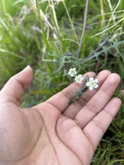 Pholistoma membranaceum