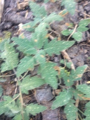 Phacelia hydrophylloides
