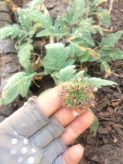 Phacelia hydrophylloides