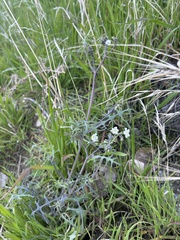 Pholistoma membranaceum