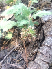 Phacelia hydrophylloides