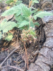 Phacelia hydrophylloides