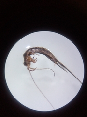 Nesomachilis