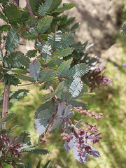 Acacia baileyana