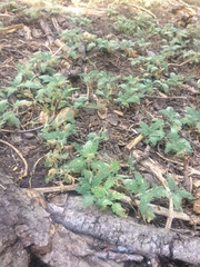 Phacelia hydrophylloides