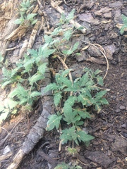 Phacelia hydrophylloides