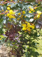 Acacia baileyana