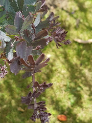 Acacia baileyana