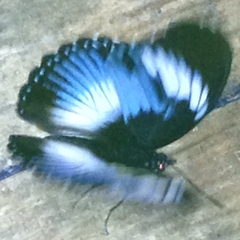 Hypolimnas monteironis