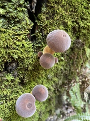 Cyclocybe parasitica