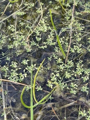 Callitriche heterophylla